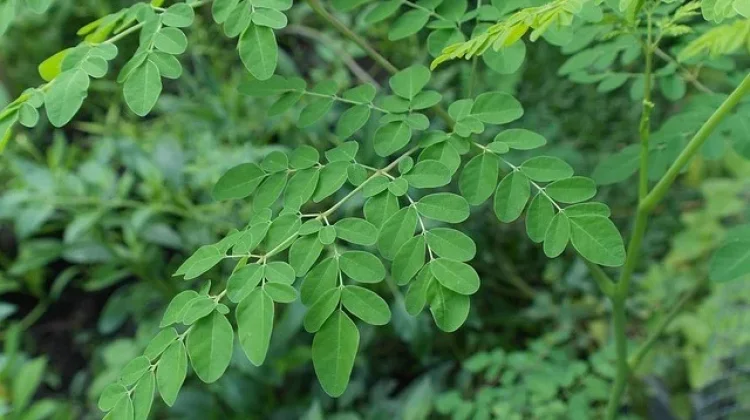Daun Kelor Bermanfaat bagi Kesehatan, Superfood Alami yang Mudah Ditemukan