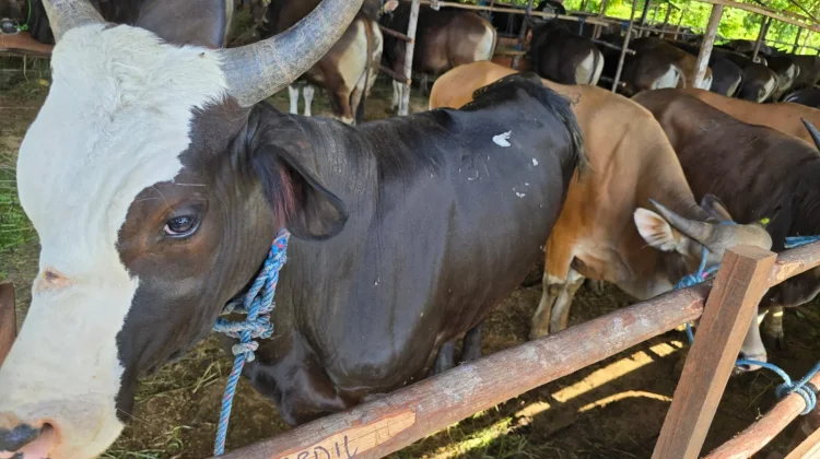 Menjelang Idul Adha, Waspada Daging Kurban Bisa Jadi Bangkai