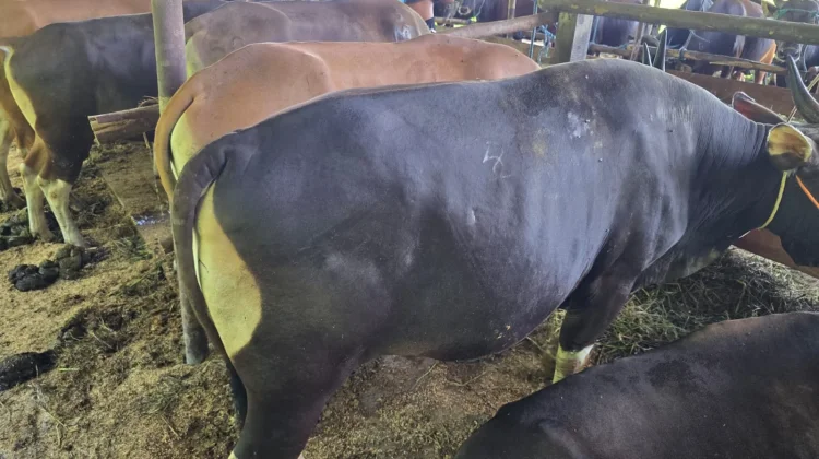 Petugas Mulai Lakukan Pemeriksaan Hewan yang Dijual untuk Keperluan Kurban