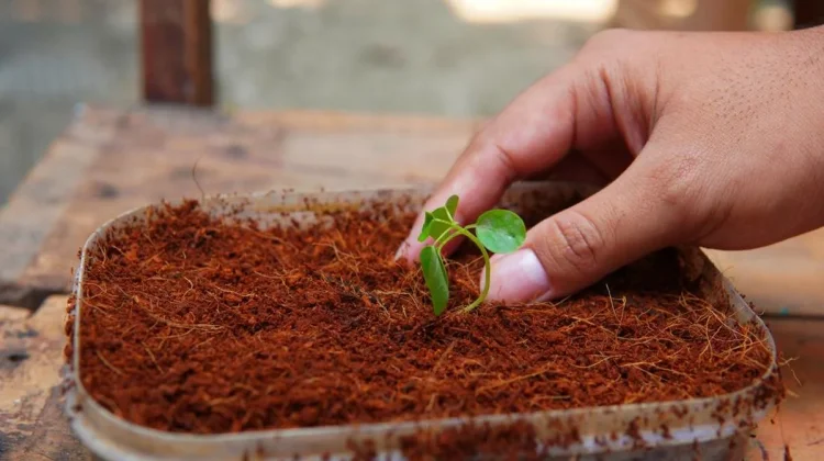Cocopeat Media Tanam Organik dari Sabut Kelapa