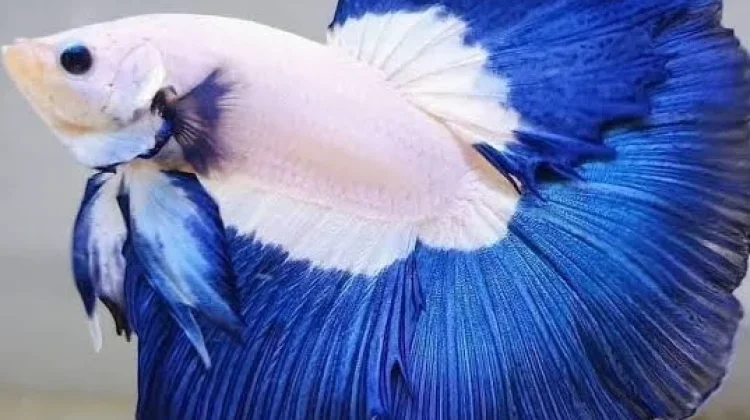 Tantangan dalam Pelihara Ikan Cupang
