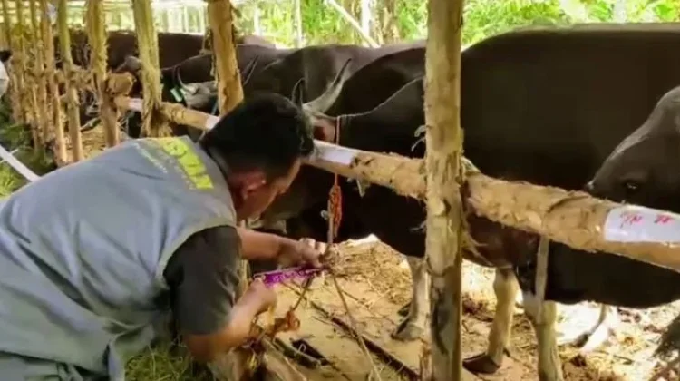 DPKP Palangka Raya Periksa Kesehatan Hewan