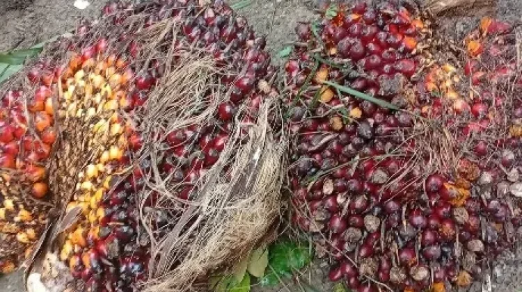 Sawit Sebagai Bahan Baku Utama Minyak Goreng