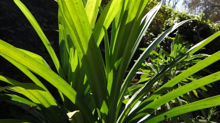 Daun Pandan Redakan Stress dan Memberikan Efek Relaksasi
