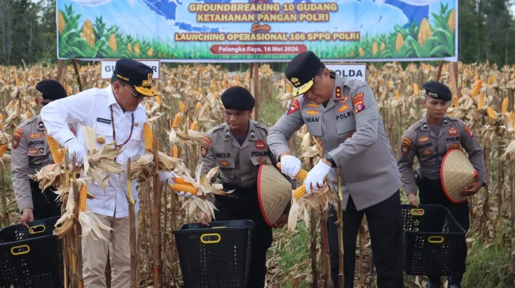 Perkuat Ketahanan Pangan, Kapolda Kalteng Panen Raya Jagung Kuartal II