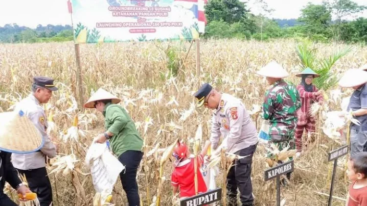 Pemkab Barito Utara Apresiasi Polres Panen Jagung untuk Swasembada Pangan