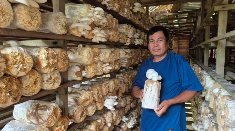Kisah Petani Jamur Penyintas Stroke Merdeka dari Jerat Rentenir