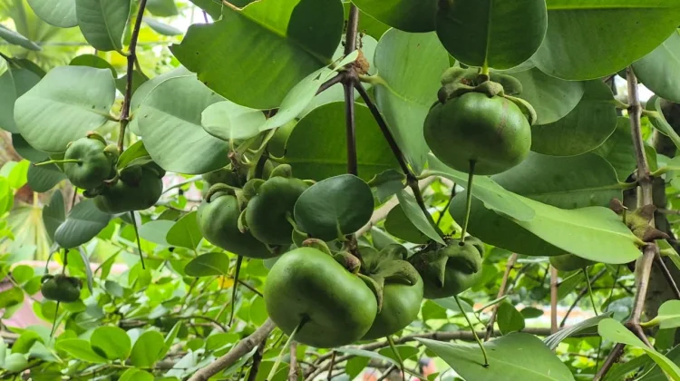 Inovasi Desa Sungai Rasau: Olah Buah Mangrove Jadi Produk Olahan