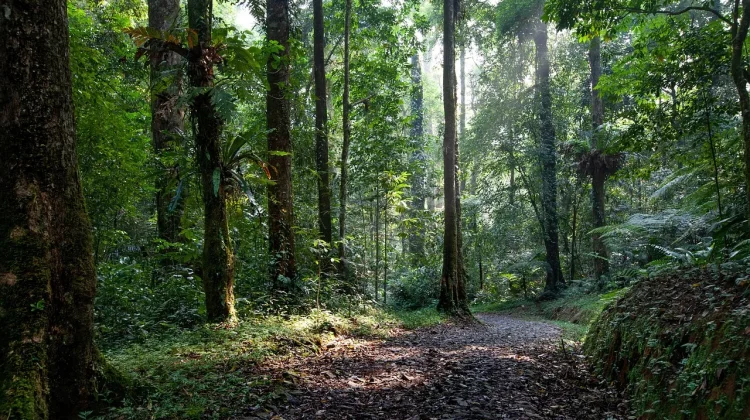 Kolaborasi dan Pemberdayaan Jadi Kunci Konservasi Hutan Kalimantan