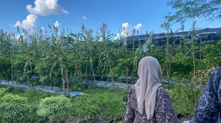 Wakil Wali Kota: Tanaman Sorgum Potensial Dikembangkan di Palangka Raya