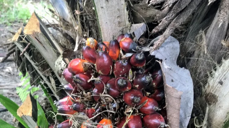 Harga Sawit Anjlok, Petani Sebut Terparah