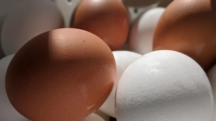 Telur Rebus Dinilai Lebih Baik dalam Menjaga Kandungan Protein Tubuh