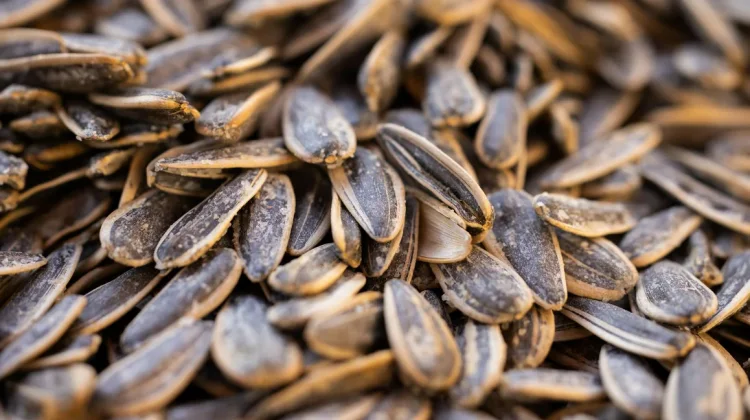 Biji Bunga Matahari Menjadi Camilan Sehat Kaya Nutrisi Alami