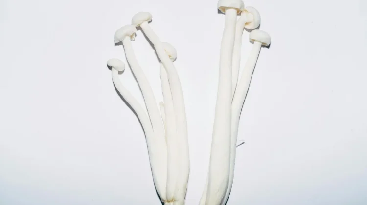 Mengenal Jamur Enoki dan Cara Mengolahnya