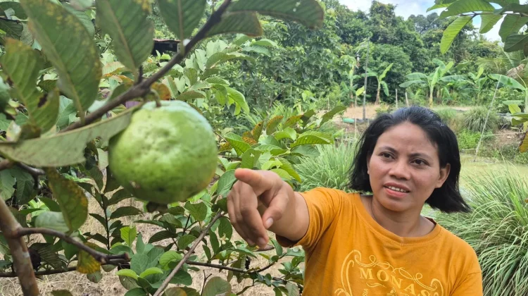 Kisah Vinawati: Panen Buah Jambu Kristal dari Pekarangan