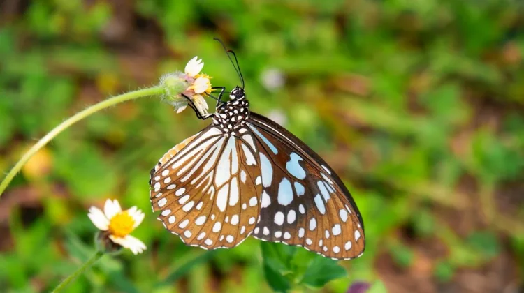 Keindahan Kupu-Kupu Beserta Habitat Hidupnya