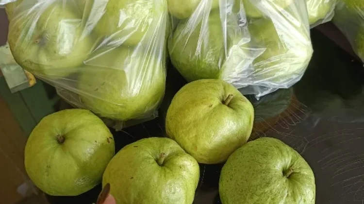 Jambu Kristal Menjadi Buah Favorit karena Rasa Manis dan Kandungan Gizinya
