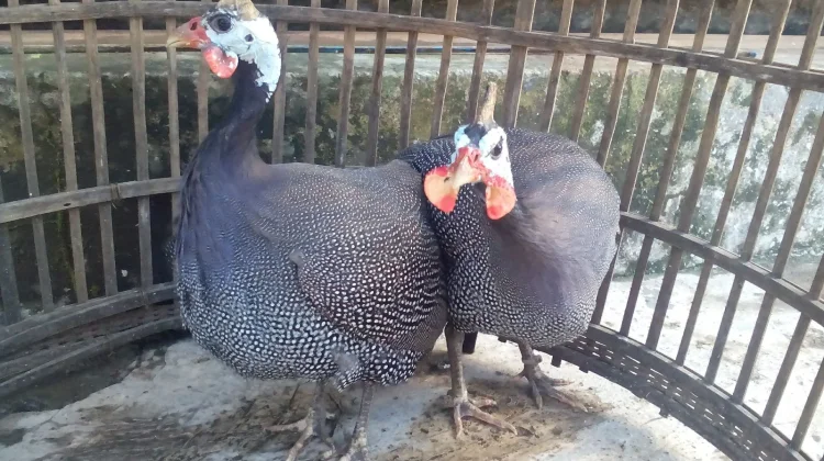 Ayam Mutiara Pembasmi Hama Alami
