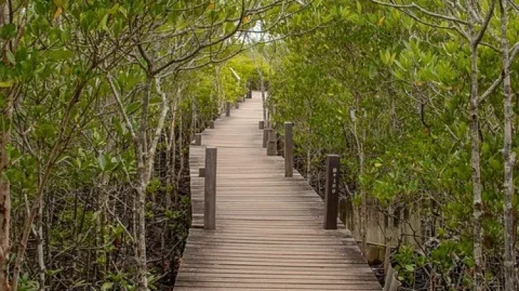 Tembiluk, Satwa Unik Hutan Mangrove yang Menyimpan Beragam Manfaat