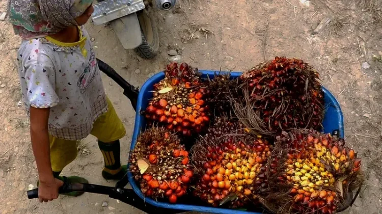 Disbun Kalteng Tetapkan Ulang Harga TBS, Petani Diminta Waspada Penyimpangan