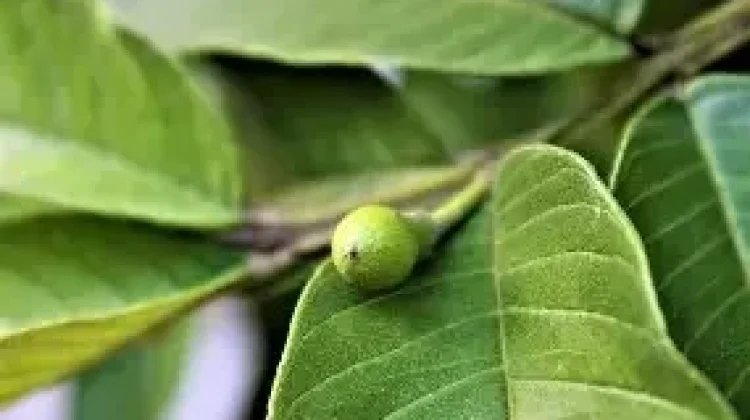 Daun Jambu Biji, Herbal Alami dengan Beragam Manfaat Kesehatan
