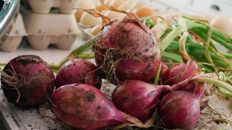 Manfaat Bawang Merah untuk Kesehatan Tubuh