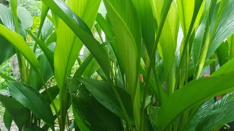 Daun Kunyit Kaya Manfaat untuk Kesehatan
