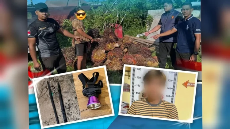 Tertangkap Tidur di Lokasi Kejadian, Pencuri TBS Sawit di PT WNL Ditangkap Polisi