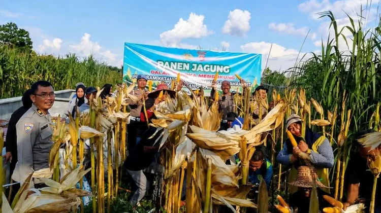 Panen Jagung Kelompok Tani, Polsek Pahandut Dukung Ketahanan Pangan