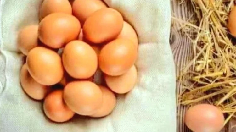 Mengenal Perbedaan Kandungan dan Manfaat Telur Omega dan Telur Biasa