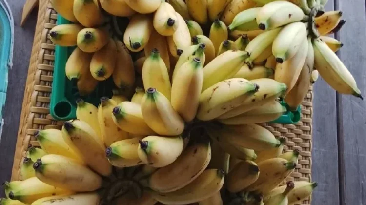 Pisang Maholi, Kekayaan Hayati Lokal yang Perlu Dilestarikan