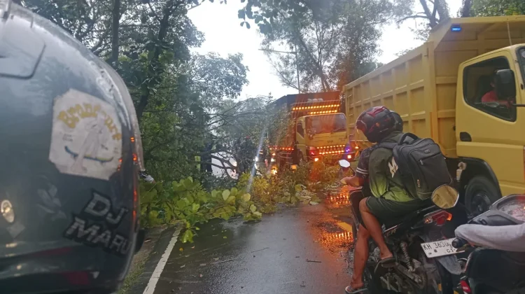 Pohon Tumbang Depan Kantor Kecamatan Jekan Raya Ganggu Lalu Lintas Pengendara