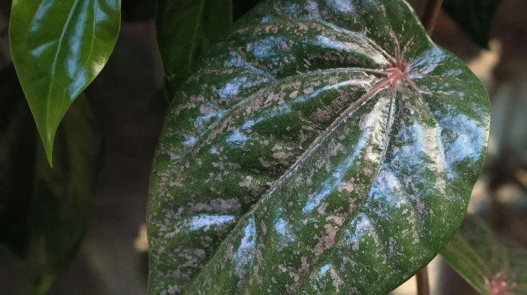 Daun Sirih Merah, Tanaman Herbal yang Kaya Manfaat