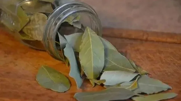 Daun Salam, Rempah yang Mampu Kontrol Kadar Gula Darah