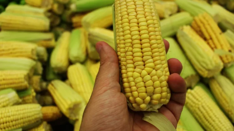 Cara Sederhana Memilih Jagung Matang