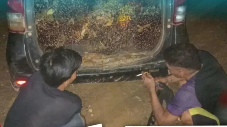 Dua Pelaku Pencurian Sawit di PT KMB Kotim Dibekuk, Satu Orang Masih Buron