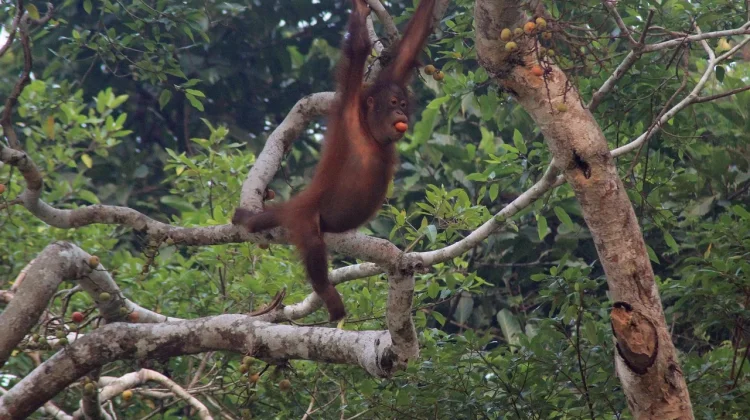 Konservasi Berkelanjutan Jaga Populasi Orang Utan Sebangau