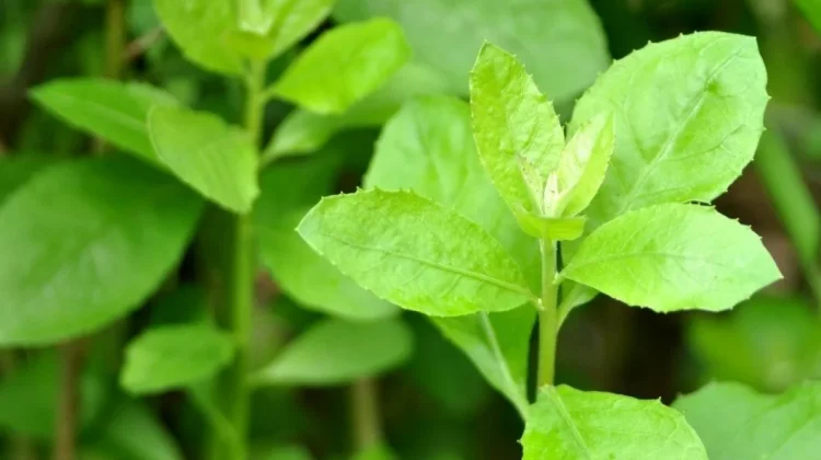 Daun Beluntas, Tanaman Herbal yang Kaya Manfaat bagi Kesehatan