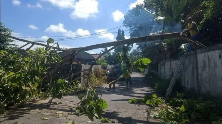 BPBD Kobar Tangani Pohon Tumbang di Jalan H.M. Rafi’i