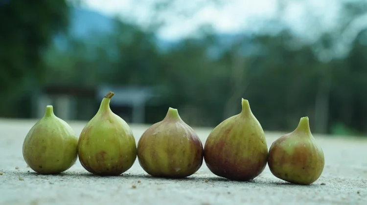 Buah Ara Kaya Nutrisi yang Baik untuk Kesehatan