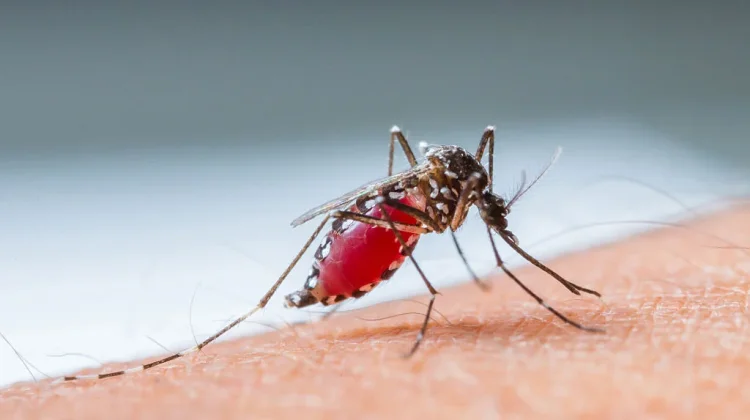 Hari Dengue ASEAN 2026, Bersatu Wujudkan Nol Kematian di Tahun 2030