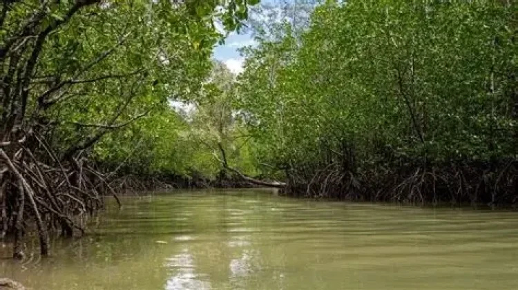 Bakau, Benteng Alami Pesisir yang Menjaga Kehidupan