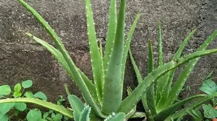 Lidah Buaya Bermanfaat untuk Kesehatan dan Kecantikan