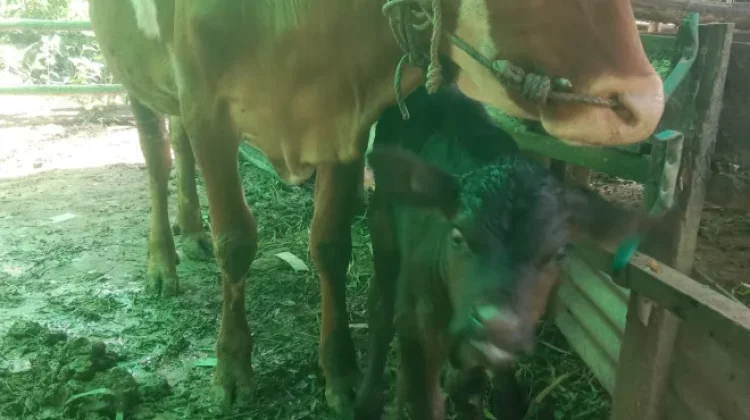 Kelahiran Pedet Angus di Kumai Jadi Bukti Keberhasilan Program Inseminasi Buatan
