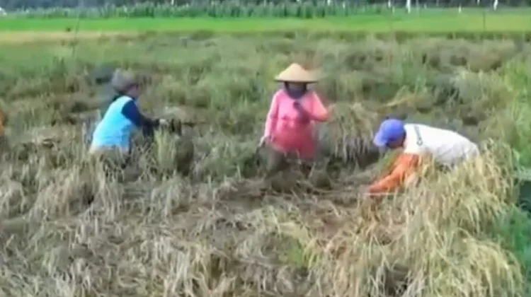 Panen Padi Berambai Makmur Turun Dampak Cuaca Buruk