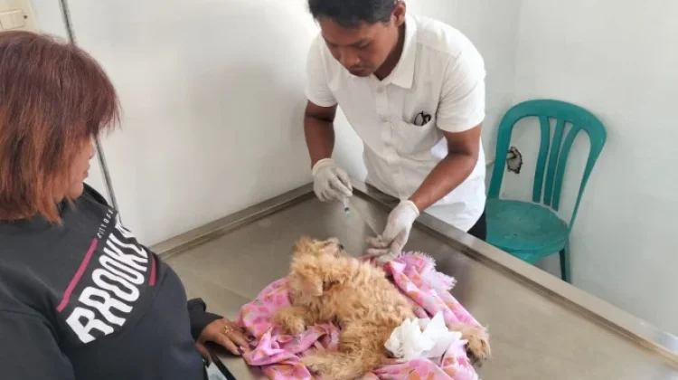 Klinik Hewan Distan Kobar Berikan Layanan Pengobatan Anabul