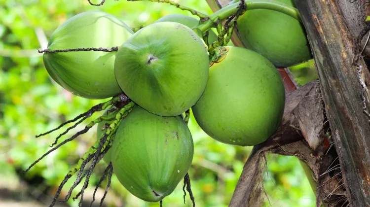 Air Kelapa Muda Baik Bagi Kesehatan Tubuh