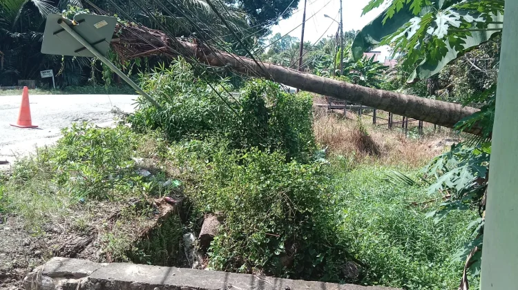 Hujan Lebat dan Angin Kencang Tumbangkan Pohon Rumbia di Jaar, Barito Timur