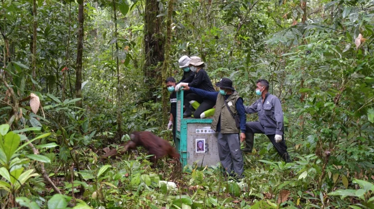 Lima Orangutan dari Pusat Rehabilitasi Nyaru Menteng Dilepasliarkan ke Hutan