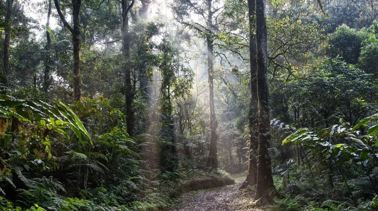 Hari Hutan Hujan Sedunia Satukan Aksi Lindungi Bumi
